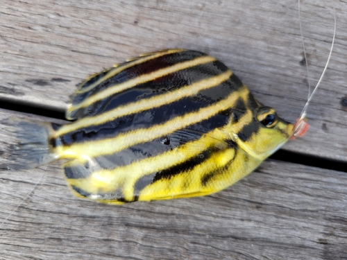 カゴカキダイの釣果