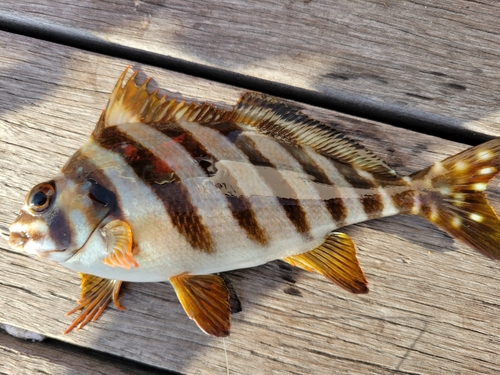 タカノハダイの釣果