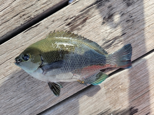 メジナの釣果