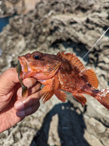 カサゴの釣果