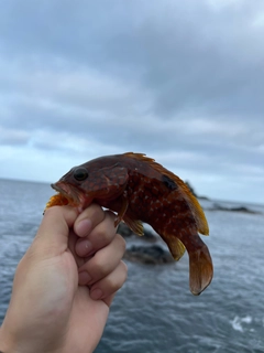 アコウの釣果