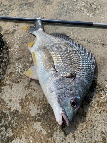 キビレの釣果