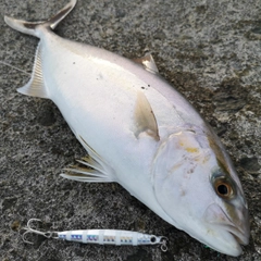 カンパチの釣果