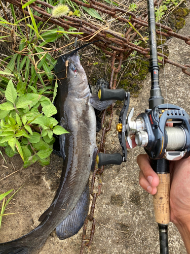 アメリカナマズの釣果