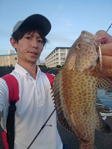 オオモンハタの釣果