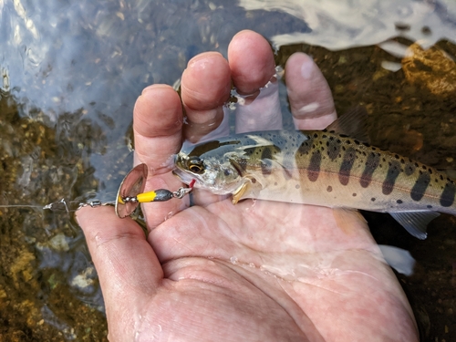 イワナの釣果