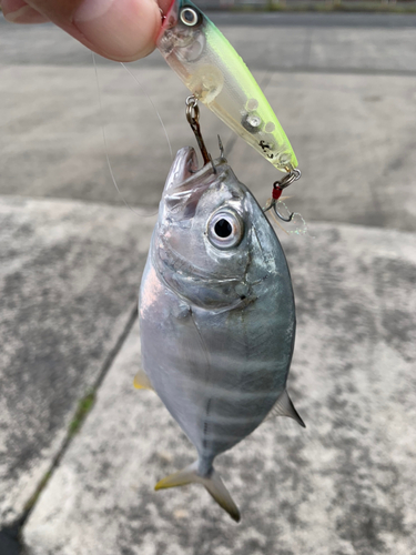 ロウニンアジの釣果