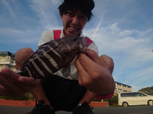 マハタの釣果