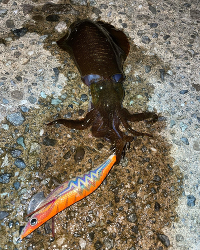 アオリイカの釣果