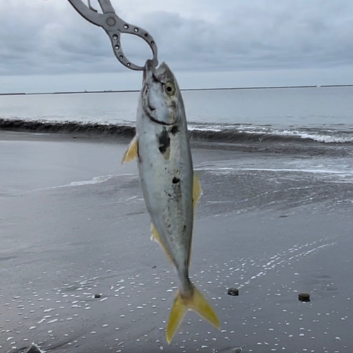 フクラギの釣果