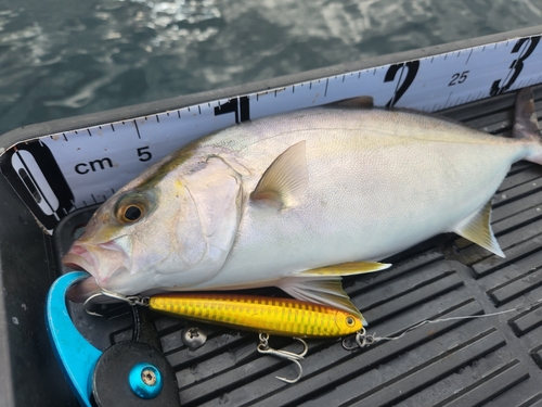 ショゴの釣果