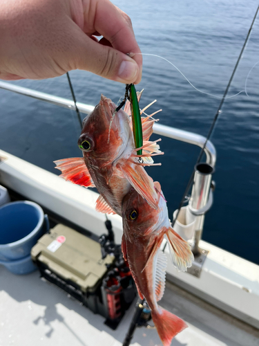 カナガシラの釣果