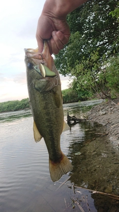 ブラックバスの釣果