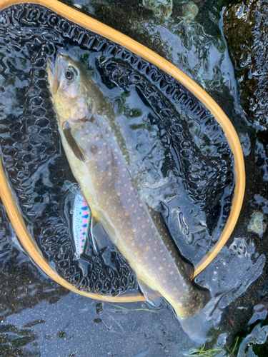 イワナの釣果