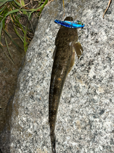 コチの釣果