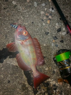 キントキダイの釣果