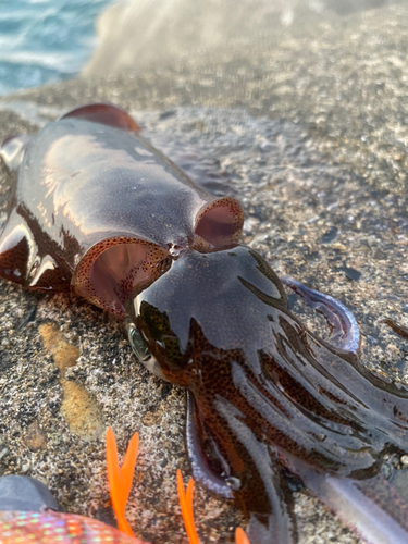 アオリイカの釣果