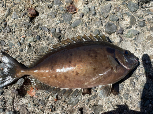 アイゴの釣果