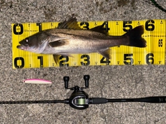 シーバスの釣果