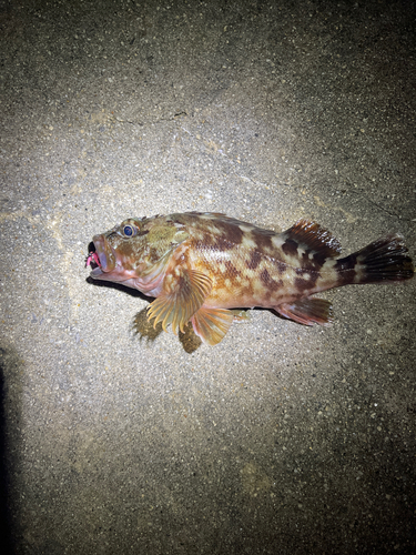 カサゴの釣果