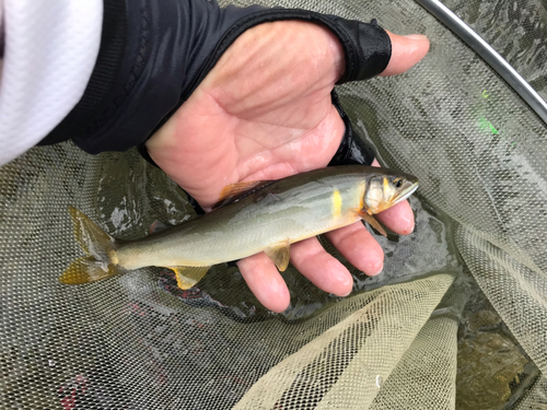 アユの釣果