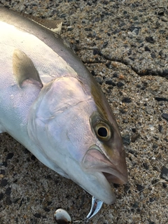 ショゴの釣果