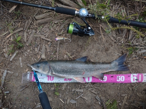 マルタウグイの釣果