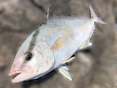 ショゴの釣果