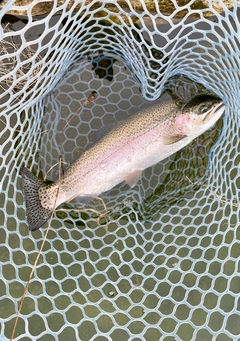 ニジマスの釣果