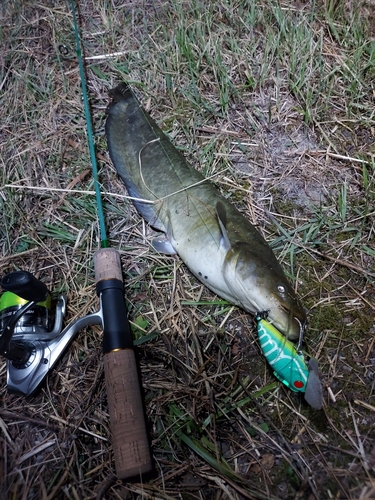 ナマズの釣果