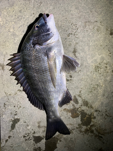 クロダイの釣果