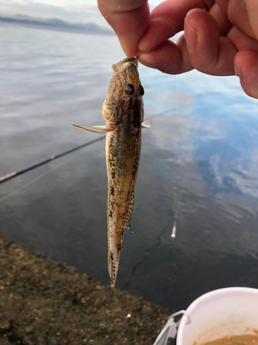 ハゼの釣果