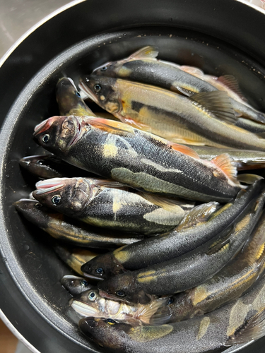 アユの釣果