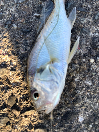 イシモチの釣果