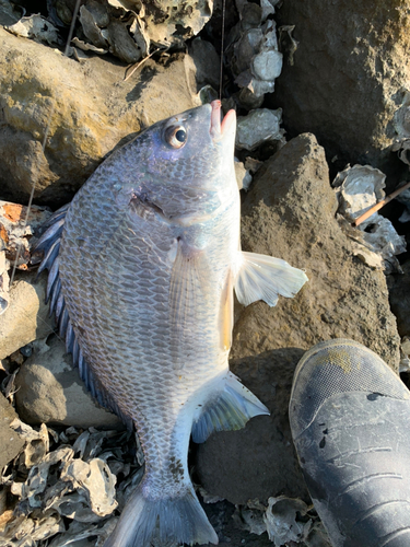 キビレの釣果