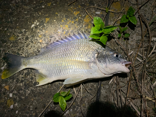 キビレの釣果