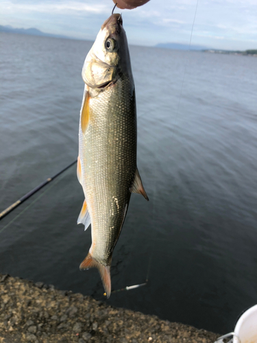 ウグイの釣果