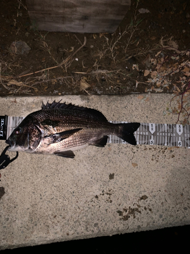 チヌの釣果