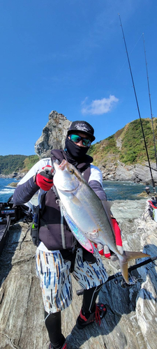 カンパチの釣果