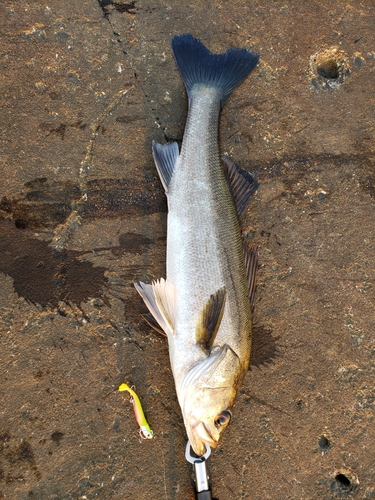 スズキの釣果