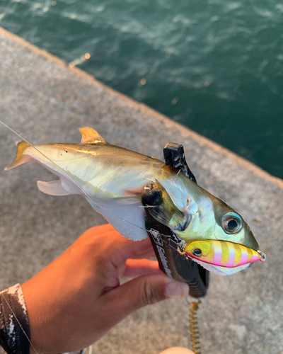 シロサバフグの釣果