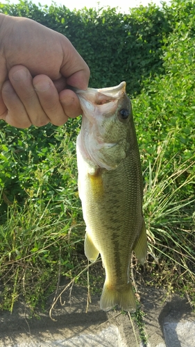 ラージマウスバスの釣果