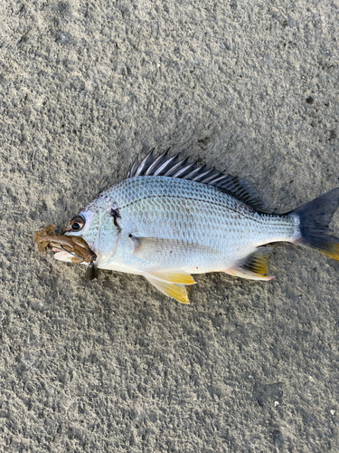 キビレの釣果