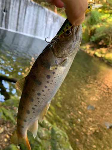 ヤマメの釣果