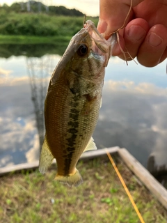 ラージマウスバスの釣果