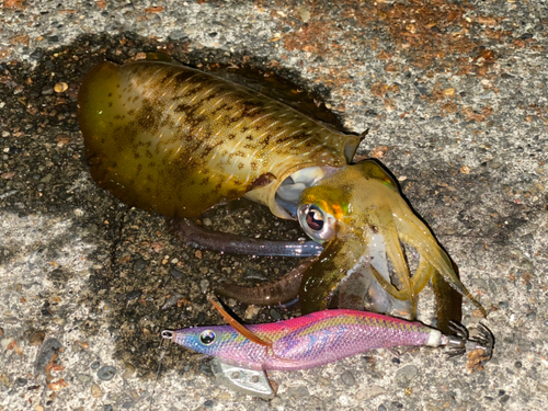 アオリイカの釣果