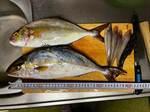 ショゴの釣果