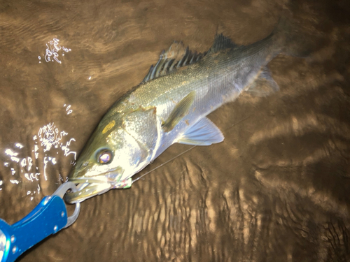 スズキの釣果