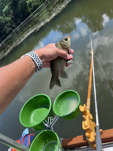 マブナの釣果