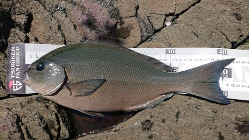 オナガグレの釣果